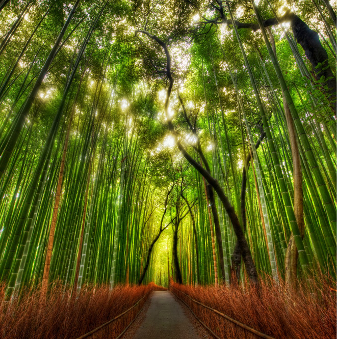 The Bamboo Forest by Trey Ratcliff