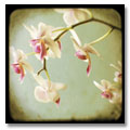 Botanical