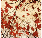 Bare Branches and Red Maple Leaves Growing Alongside the Highway