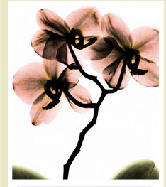 Crystal Flowers X-ray, Orchid