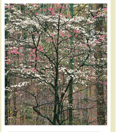 Pink and White Dogwoods, Kentucky