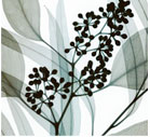 Eucalyptus