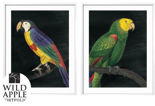 Wild Apple Portfolio Bio