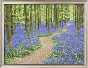 Frank Lukasseck, Path Winding Through Beech Forest and Bluebells